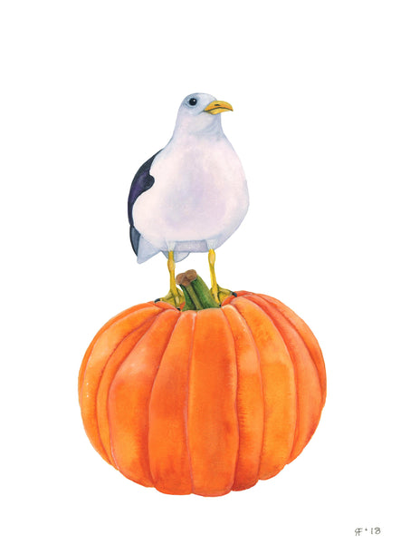 American Pumpkin Gull