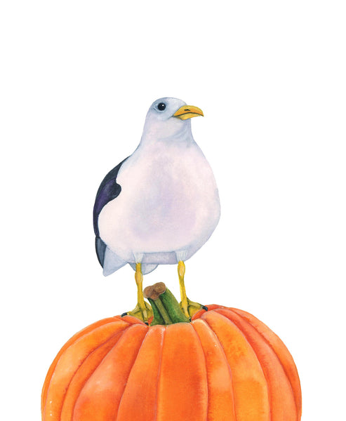 American Pumpkin Gull